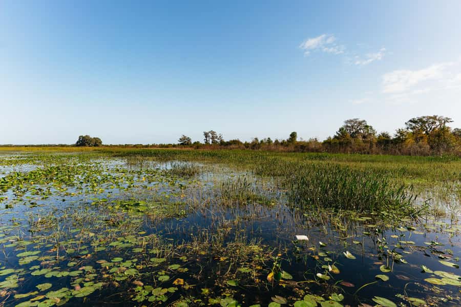 Orlando: Florida Everglades Wildlife Airboat Tour - The creek origin stop: how the Everglades gets started