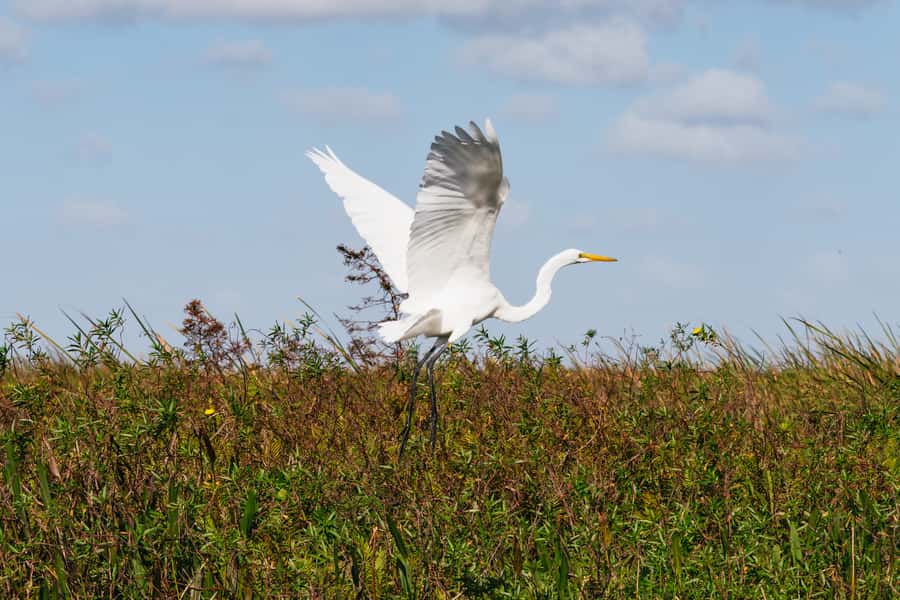 Orlando: Florida Everglades Wildlife Airboat Tour - Price and value: is $89 worth it?