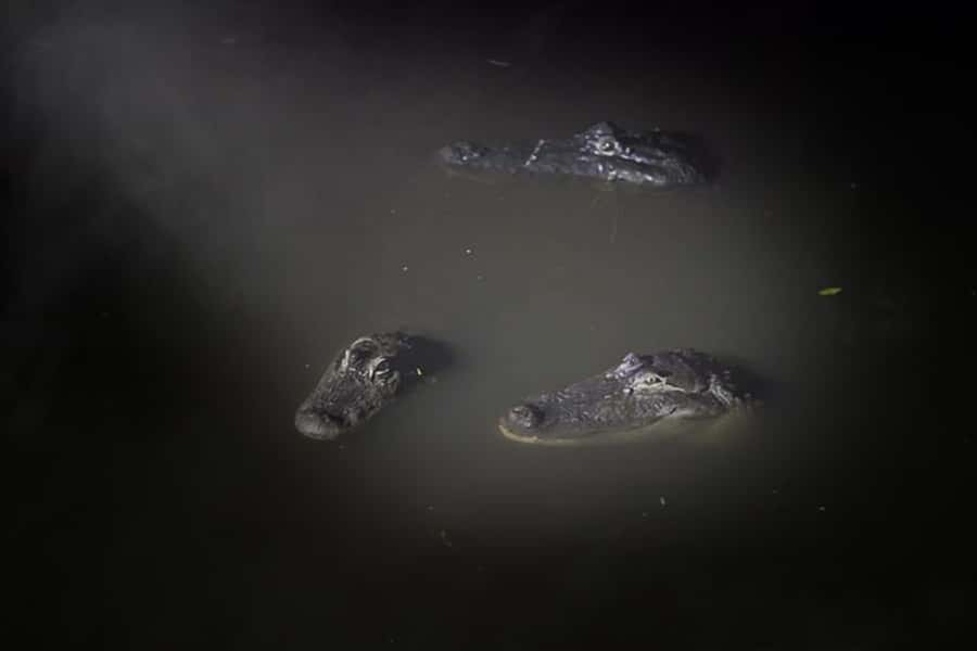 Orlando: Gatorland Flashlight Tour at Night - Meeting at Gatorland: Finding the Far South End Fast