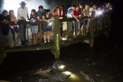 Orlando: Gatorland Flashlight Tour at Night - Your Nighttime Route: Wooden Walkways Through the Breeding Marsh