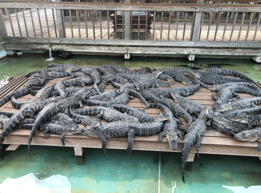 Orlando: Gatorland Zipline Adventure w/ Full-Day Park Access - Safety, Guides, and the Swinging Bridge Skill Check