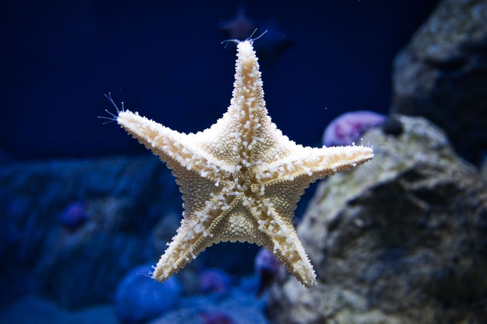 Orlando: Madame Tussauds and SEA LIFE Aquarium Combo Ticket - Coastal Rock Pool Touch Tank: Sea Stars and Sea Anemones