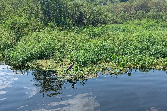 Orlando Manatee and Olde Florida History Adventure Tour - Olde Florida stories while you paddle: what the guide focuses on