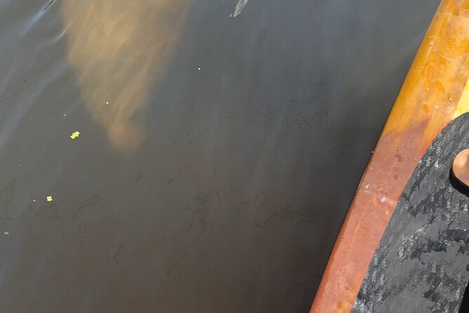 Orlando Manatee and Olde Florida History Adventure Tour - Manatees, wildlife, and the gator factor in freshwater Florida