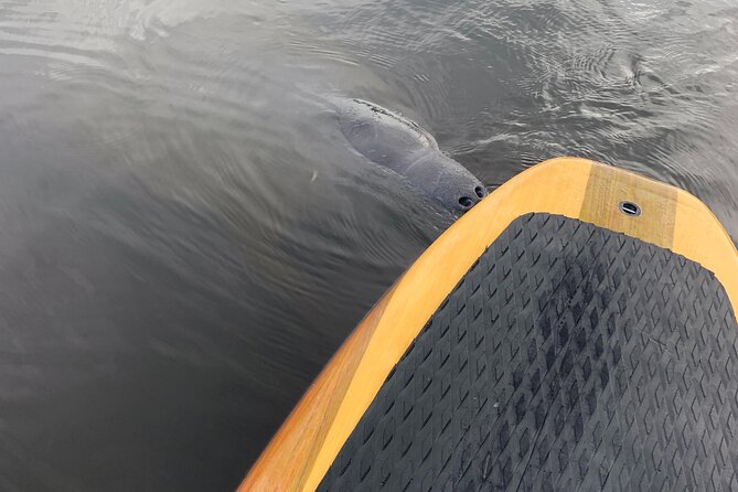 Orlando Manatee and Olde Florida History Adventure Tour - Price and value: what $65 buys you in real-world terms