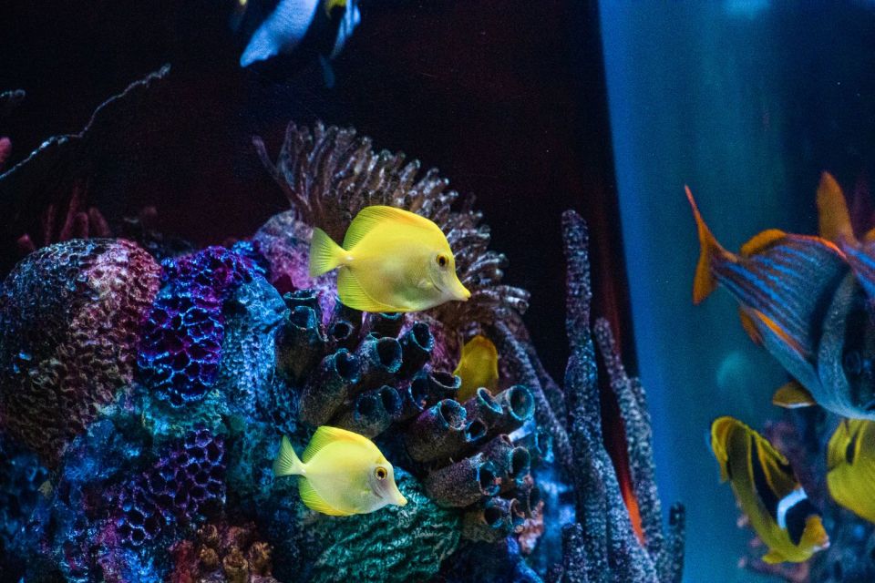 Orlando: SEA LIFE Orlando Aquarium - Key things to notice before you go