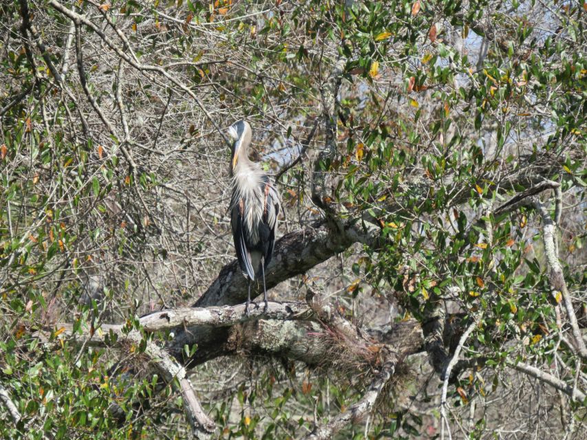 Orlando: Small Group Rock Springs Run Kayak Tour - Small-group pacing: how it affects comfort and wildlife time
