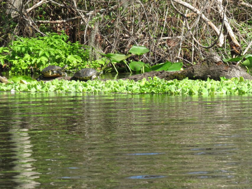 Orlando: Small Group Rock Springs Run Kayak Tour - Price and value: what $95 buys you on Rock Springs Run