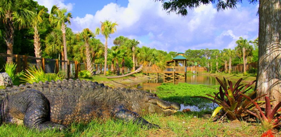 Orlando: Wild Florida Park Ticket and Gator Shows - Animal encounters at the heart of the park