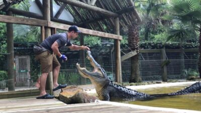 Orlando: Wild Florida Park Ticket and Gator Shows - Starting at the Airboat base: how your visit actually flows
