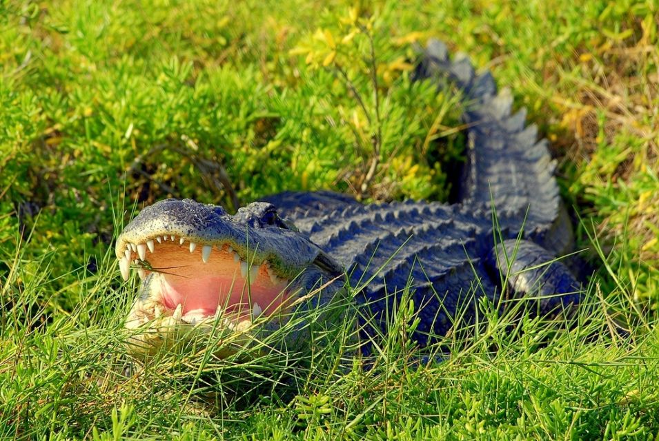 Orlando: Wild Florida Park Ticket and Gator Shows - Hawk Swamp boardwalk and the cypress swamp experience