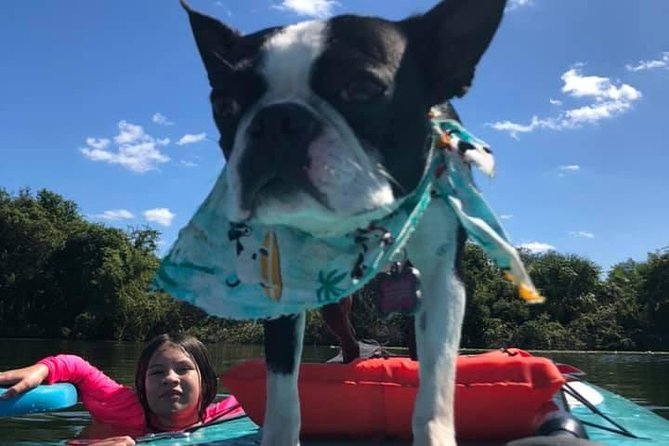 Paddle with Pups in Paradise - Paddleboard or Kayak - Paddleboard vs Kayak: Picking the Right Ride