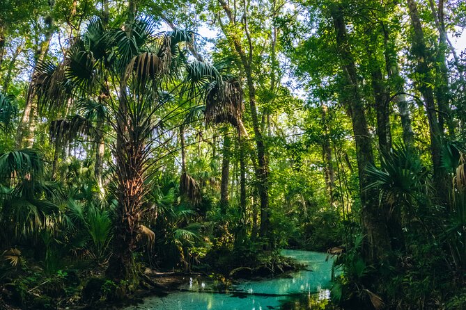 Rainbow Springs: Clear Kayak & Snorkel Eco Tour - Wildlife spotting from above and below the waterline