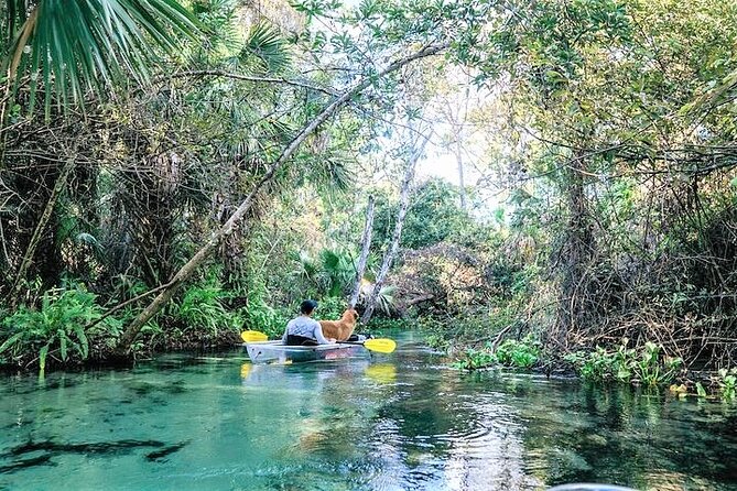 Rock Springs 2-Hour Glass Bottom Guided Kayak Eco Tour - Clear-bottom kayaking: more than a novelty