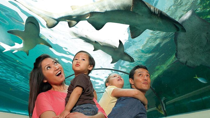 SEA LIFE Orlando Aquarium Admission Ticket at ICON Park - Key highlights