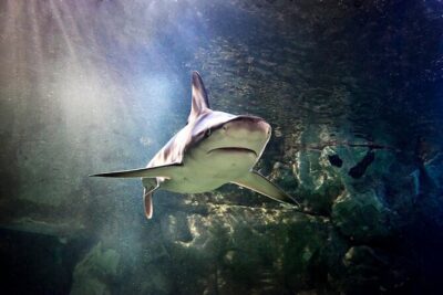 SEA LIFE Orlando Aquarium Admission Ticket at ICON Park - SEA LIFE Orlando Aquarium: From Lake Apopka Swamps to Gulf Shores