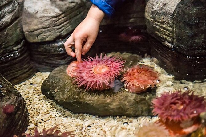 SEA LIFE Orlando Aquarium Admission Ticket at ICON Park - The 360-Degree Glass Tunnel and Feeding Moments