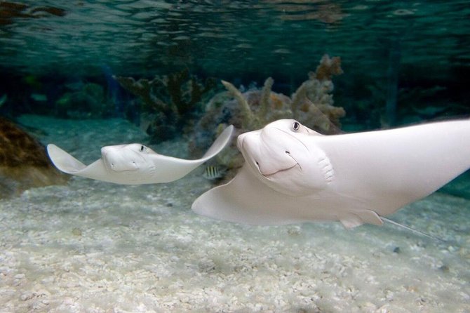 SEA LIFE Orlando Aquarium Admission Ticket at ICON Park - The Orlando Eye: Quick Views, Especially at Night