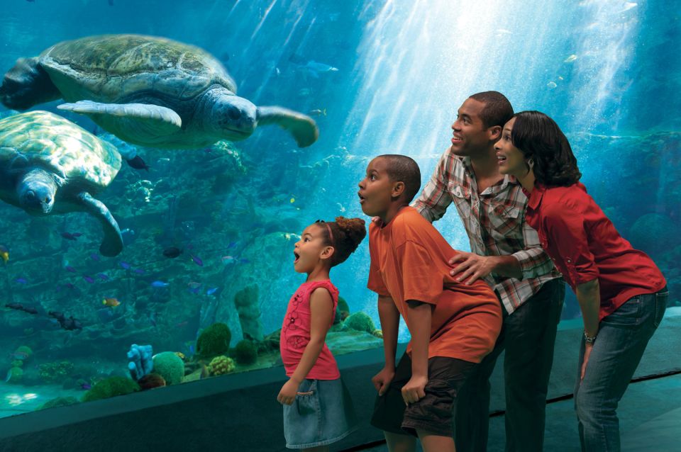 SeaWorld Orlando: Park Admission Ticket - Quick hits: SeaWorld Orlando essentials