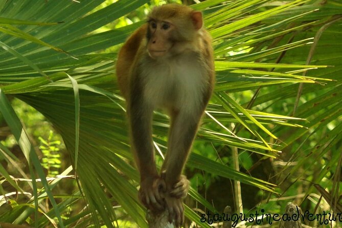 Silver Springs Clear Kayak Manatee, Monkey & Wildlife Adventures - Key things I’d circle before booking