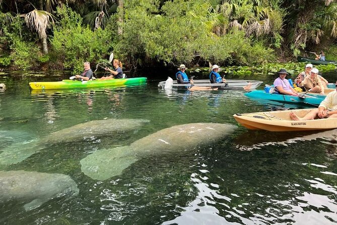 Silver Springs Clear Kayak Manatee, Monkey & Wildlife Adventures - Getting in your kayak: solo, tandem, or paddleboard options