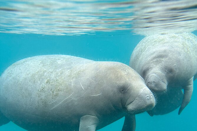 Silver Springs Clear Kayak Manatee, Monkey & Wildlife Adventures - Wildlife odds: manatees, turtles, gators, birds, and the monkey factor