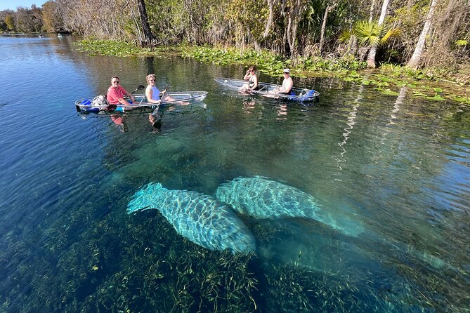 Silver Springs: Clear Kayak Wildlife Adventure - Wildlife Viewing on the Silver River: Manatees, Monkeys, and Real Odds