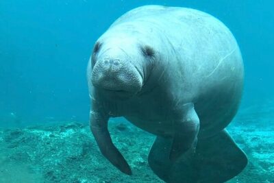 Silver Springs: Clear Kayaking Wildlife Tour - The 2-Hour Paddle Plan: What Happens From Launch to Return