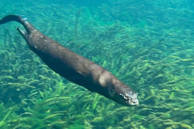 Silver Springs: Clear Kayaking Wildlife Tour - Small Group Size: Less Noise, Better Viewing