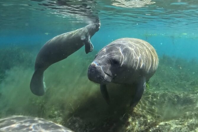 Silver Springs: Clear Kayaking Wildlife Tour - Gear, Dry Bags, and What You Don’t Need to Bring