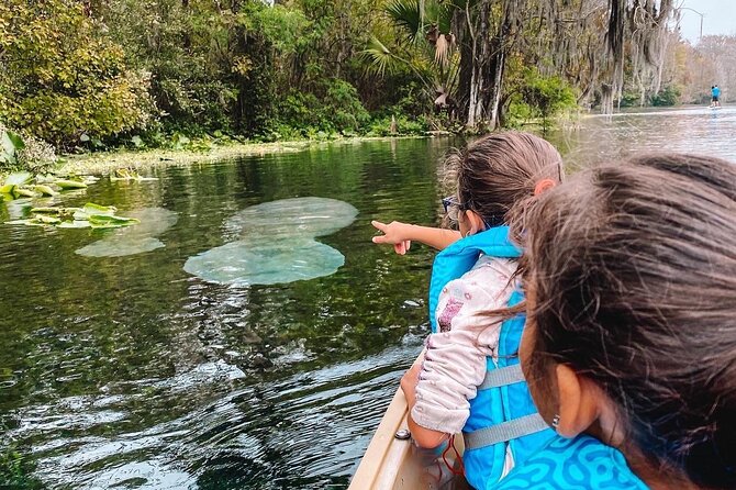 Silver Springs - Glass Bottom Kayak Rental - Silver River springs: the wildlife-focused payoff