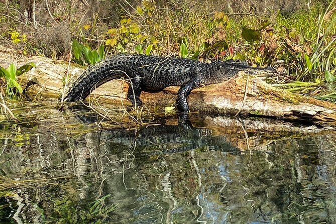Silver Springs Glass Bottom Kayak Tour - Who This Trip Fits Best (And Who Might Want a Different Plan)
