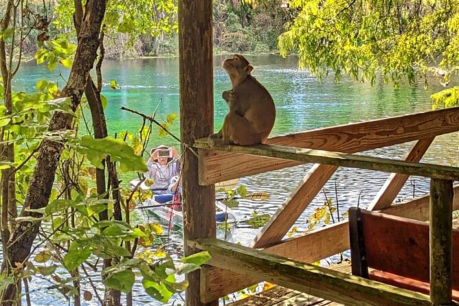 Silver Springs Jungle Kayaking and Paddleboarding - Key Highlights
