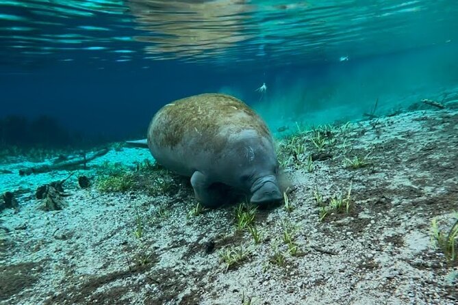Silver Springs Jungle Kayaking and Paddleboarding - Paddling Tips That Improve Your Day Fast