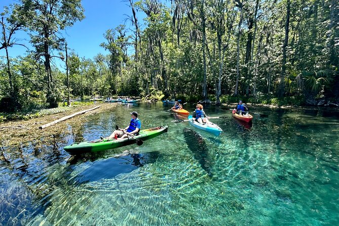 Silver Springs Kayak Rental - The Best Florida Adventure - Wildlife Expectations: How Manatees and Monkeys Fit Into Your Paddle