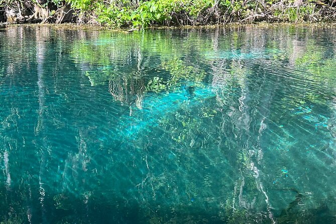 Silver Springs Manatee Kayak, Glass Boat Small Group Max 14 Tour - Glass Bottom Boat option: the underwater view you came for