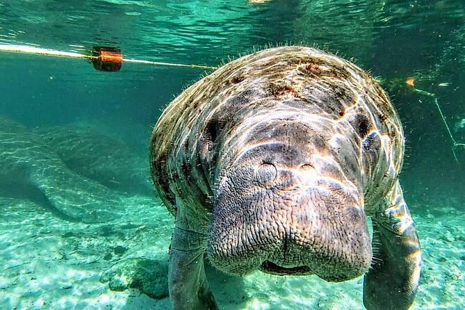 Silver Springs Manatee Kayak Tour - Why Silver Springs is a spring you’ll want on your Orlando list