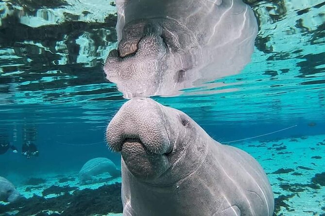 Silver Springs Manatee Kayak Tour - Gear and “don’t forgets”: what’s not included
