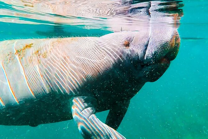Silver Springs Manatee & Monkeys Paddle Board Tour - Wildlife at Board Level: Manatees, Monkeys, and Friends