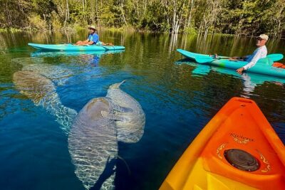 Silver Springs Premium Florida Wildlife Experience! - What You Actually Do on the Water (and Why the Setup Matters)