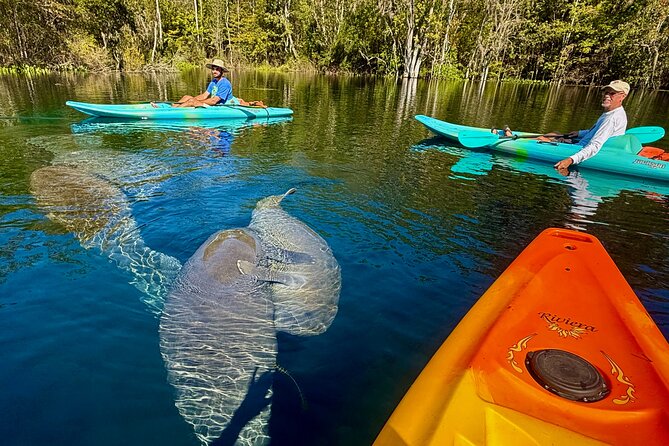 Silver Springs Premium Florida Wildlife Experience! - What You Actually Do on the Water (and Why the Setup Matters)