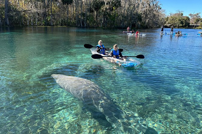 Silver Springs Self Guided Clear Kayak Rentals - The main river: why manatees are the big draw