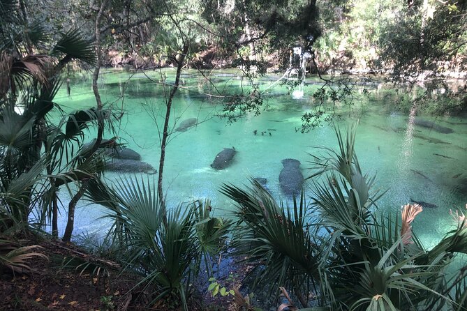 Small Group Manatee Discovery Kayak Tour near Orlando - Why Blue Spring’s winter manatees are a perfect kayak target