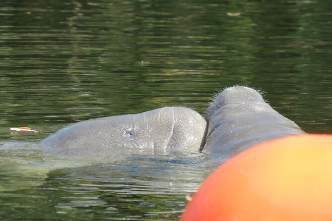 Small Group Manatee Discovery Kayak Tour near Orlando - The small-group advantage (and why it matters on the water)