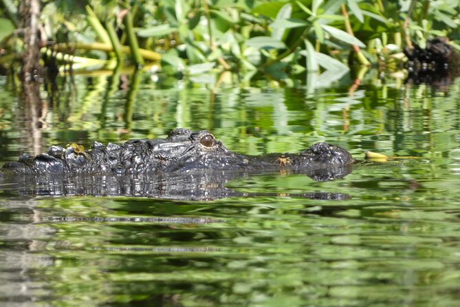 Small Group Scenic Wekiva River Kayak Tour near Orlando - Wekiva River Kayaking Near Orlando: Calm Paddling With Real Wildlife Time