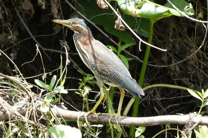 Small Group Scenic Wekiva River Kayak Tour near Orlando - The Paddle Back to Katie’s Landing: What to Expect at the End