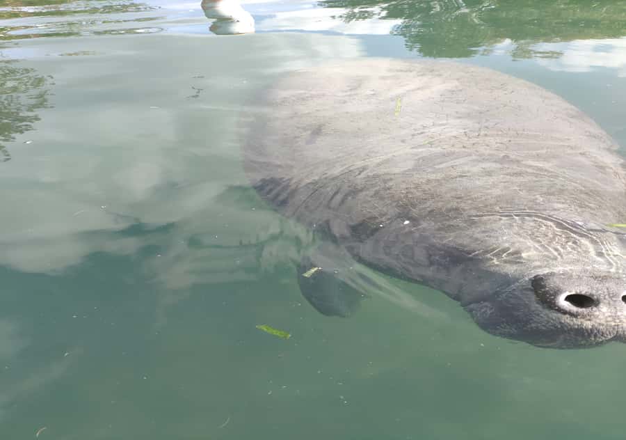 Small Group Silver Springs State Park Day Tour from Orlando - Key Points I’d Put at the Top