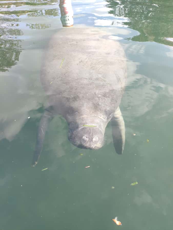 Small Group Silver Springs State Park Day Tour from Orlando - Small Group Size: Why It Changes the Feel