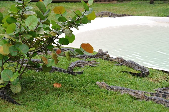 VIP Private Airboat Tour near Orlando - Price and Value: Is $93.75 a Smart Use of Your Orlando Day?