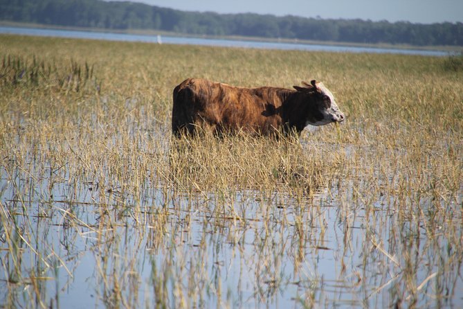 VIP Private Airboat Tour near Orlando - Wildlife Spotting Reality: Alligators, Turtles, and Birdlife